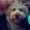 https://uk.holidog.com/ImagesPetSitters/20EBBA38-03C9-468A-8749-BC62112883C1_square_120.jpg Megan-134288-2