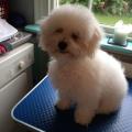 https://uk.holidog.com/ImagesPetSitters/2148C18E-7DC6-46DD-AB24-49E36195962B_square_120.jpg Dog-lover--62553-2