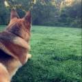 https://uk.holidog.com/ImagesPetSitters/2155910A-39F0-4134-9F84-1A481F1F8AE0_square_120.jpg Paws-and-Purrs-Welcome-210347-0