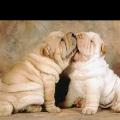 https://uk.holidog.com/ImagesPetSitters/21E94997-C1B8-4E3D-A980-8FBD33C1DFA4_square_120.jpg I-love-animals--67483-2
