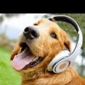 https://uk.holidog.com/ImagesPetSitters/2349A05F-E283-4584-84D6-FFFA5EE4DDEB_square_120.jpg paradise-for-dogs-72269-1