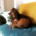 https://uk.holidog.com/ImagesPetSitters/23B68238-66C7-4345-965C-CFB7CB72A94E_square_120.jpg Loving-Home-&-Rescue-Dog-Owner-240181-1