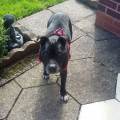 https://uk.holidog.com/ImagesPetSitters/24CE41E7-EAFF-4C83-9719-90414B0F08DF_square_120.jpg Woof-N-Wag-243914-3