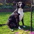 https://uk.holidog.com/ImagesPetSitters/25EB5894-333A-4214-B996-8088FD96E853_square_120.jpg Making-your-pets-happy-78739-1