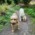https://uk.holidog.com/ImagesPetSitters/2672C6A2-00C3-472D-9E72-3CCDF4975566_square_120.jpg dog-and-cat-sitter-65356-2