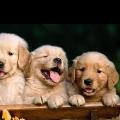 https://uk.holidog.com/ImagesPetSitters/27329736-B5A5-43EF-BF06-E776170BDC98_square_120.jpg I-love-animals--67483-1
