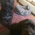 https://uk.holidog.com/ImagesPetSitters/27C17478-2A14-4AA0-BBB3-EBF64AD2C8A8_square_120.jpg East-London-dog-lover-here-to-help-4598-0