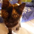 https://uk.holidog.com/ImagesPetSitters/281D749F-0051-48B8-B0F4-66A36E4B49A2_square_120.jpg Pet-haven-215774-2