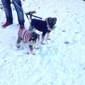 https://uk.holidog.com/ImagesPetSitters/29CF84A0-762E-445D-B496-461D1734082D_square_120.jpg 53366-2