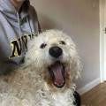 https://uk.holidog.com/ImagesPetSitters/2C9E07C1-82DE-473C-96CE-2A5CC1DC18EF_square_120.jpg The-Best-Care-For-Your-Best-Friends-169178-2