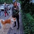 Pet-sitting-UB56PB+3mi-----------604651-1