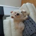 https://uk.holidog.com/ImagesPetSitters/2DA995C6-86AD-4A22-AD9F-D82A1902D6ED_square_120.jpg Super-Animal-Lover---217790-0