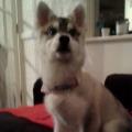 https://uk.holidog.com/ImagesPetSitters/2DC1380B-A389-4C0B-BFEB-8A6079EDF782_square_120.jpg Happy-Pet-Walks-37777-0
