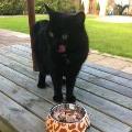 petsitter stranger