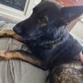 Pets-day-out-605896-0