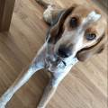 https://uk.holidog.com/ImagesPetSitters/31F600D7-3663-4518-803D-5FC1EAE5FFCA_square_120.jpg A-Loving-Home-For-Your-Pet-26211-2