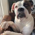 https://uk.holidog.com/ImagesPetSitters/323C79B8-69CB-441D-9663-8170D3A07F59_square_120.jpg 65578-3