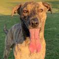 https://uk.holidog.com/ImagesPetSitters/32BE33A9-EE26-4424-B0E3-DCDAB17A60CF_square_120.jpg Caring-Pup-Service-473962-1