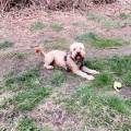 https://uk.holidog.com/ImagesPetSitters/330EA793-51AE-438B-AF2E-72773ECC6D50_square_120.jpg Doggy-Everything-:)--602407-3
