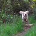https://uk.holidog.com/ImagesPetSitters/337CAC56-3449-41C3-9432-E7F2D243B402_square_120.jpg doggypaws-59064-0