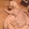 https://uk.holidog.com/ImagesPetSitters/36021FFC-3F7D-44F2-B3C1-303CF71E332D_square_120.jpg Animals-lover-:)-167662-2