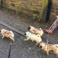 https://uk.holidog.com/ImagesPetSitters/3657E700-3571-4D38-9556-BF1D47C99AB9_square_120.jpg Going-Walking-84936-0