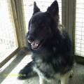 https://uk.holidog.com/ImagesPetSitters/36F76D37-ABE6-412A-8BBA-3E5A0258A173_square_120.jpg Helping-others-in-anyway-I-can--81797-3
