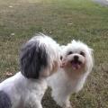 https://uk.holidog.com/ImagesPetSitters/378C3DDC-F8C7-469F-9570-CCE4553D4CB5_square_120.jpg always-playtime--67278-2