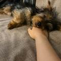 https://uk.holidog.com/ImagesPetSitters/3912B320-2616-40B5-815B-D0A483C42EA1_square_120.jpg Petsitter-for-dogs-331153-2