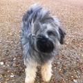 https://uk.holidog.com/ImagesPetSitters/399F5898-9844-4DEE-80CB-90E81CA6FD28_square_120.jpg 54406-0