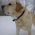 https://uk.holidog.com/ImagesPetSitters/3A71BEB1-BAE0-4432-96E2-FEB47E8A1447_square_120.jpg Animal-Lover!--88173-2