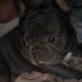 https://uk.holidog.com/ImagesPetSitters/3A7E11DD-CEA3-421B-BB70-A8755A3358A3_square_120.jpg Pup-paradise--248905-1