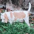 https://uk.holidog.com/ImagesPetSitters/3AC6BED8-9049-46A1-8DE8-A1C0762FC08E_square_120.jpg Walkies-for-doggies--606994-2