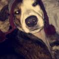 https://uk.holidog.com/ImagesPetSitters/3B36C670-B9F9-444F-BACA-1CFB4605E626_square_120.jpg Dog-walker-208787-0