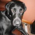 https://uk.holidog.com/ImagesPetSitters/3B750B94-BA93-4B87-8C5D-83189CEAF1B3_square_120.jpg 59467-1