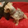 https://uk.holidog.com/ImagesPetSitters/3C318AB9-7216-43E4-B00A-22EFF181E1D1_square_120.jpg A-Loving-Home-For-Your-Pet-26211-1