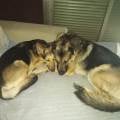 https://uk.holidog.com/ImagesPetSitters/3D5B1859-EED8-4520-AA7A-EED1A4AA40AA_square_120.jpg Doggie's-funniest-walking-252105-1