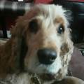 https://uk.holidog.com/ImagesPetSitters/3D7D89D7-A76E-4026-B84F-EC2CAA0E9D18_square_120.jpg dogs--184061-3