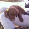 https://uk.holidog.com/ImagesPetSitters/3FFFE1C6-BB00-432E-8D83-FFB2596D19CA_square_120.jpg Animal-Lover-77254-2