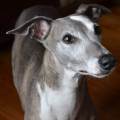 https://uk.holidog.com/ImagesPetSitters/403EA04E-57B7-4300-BA58-97EBC5E62F51_square_120.jpg Loving-Care-with-extra-cuddles-206621-1