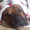 https://uk.holidog.com/ImagesPetSitters/404BC116-74C6-4F13-BD32-932BA5835F19_square_120.jpg Happy-Trails--207169-2