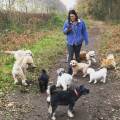 https://uk.holidog.com/ImagesPetSitters/40A51D03-A2A0-409F-B29C-40A77DAA1277_square_120.jpg Dogs-paradise--219271-0