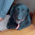 https://uk.holidog.com/ImagesPetSitters/413849CE-8626-48D5-A283-C0B41DCDF5A9_square_120.jpg Walkies-for-doggies--606994-1
