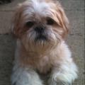 https://uk.holidog.com/ImagesPetSitters/420AD631-291B-4D13-B635-A8B71470C720_square_120.jpg No.-1-Pet-Lover-63084-0