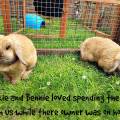Isle-Of-Wight-pet-Services-175105-2