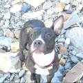 https://uk.holidog.com/ImagesPetSitters/435F6463-7463-42F7-A1B1-0B5A06C880A9_square_120.jpg Friends-for-Coco-215828-3