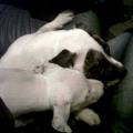 https://uk.holidog.com/ImagesPetSitters/4512FB37-BD72-4B29-9EB5-6AF4DE3FA08D_square_120.jpg 47201-3