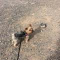 https://uk.holidog.com/ImagesPetSitters/45C84BD1-A73D-48AC-B0C6-E166B6E3C321_square_120.jpg Active-lady-looking-for-dog-walks-216741-1