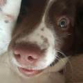 https://uk.holidog.com/ImagesPetSitters/45E8DD39-EA83-4F07-B7FB-3EF3A22D9F4D_square_120.jpg Loving,caring-home!-215590-1