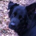 https://uk.holidog.com/ImagesPetSitters/472A1CF8-1F2E-4E55-B4AA-DCAC0CE2A9DF_square_120.jpg Long-distance-dog-walker.-237105-3